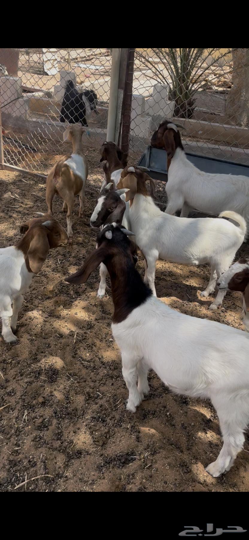 Tios64449047379587110