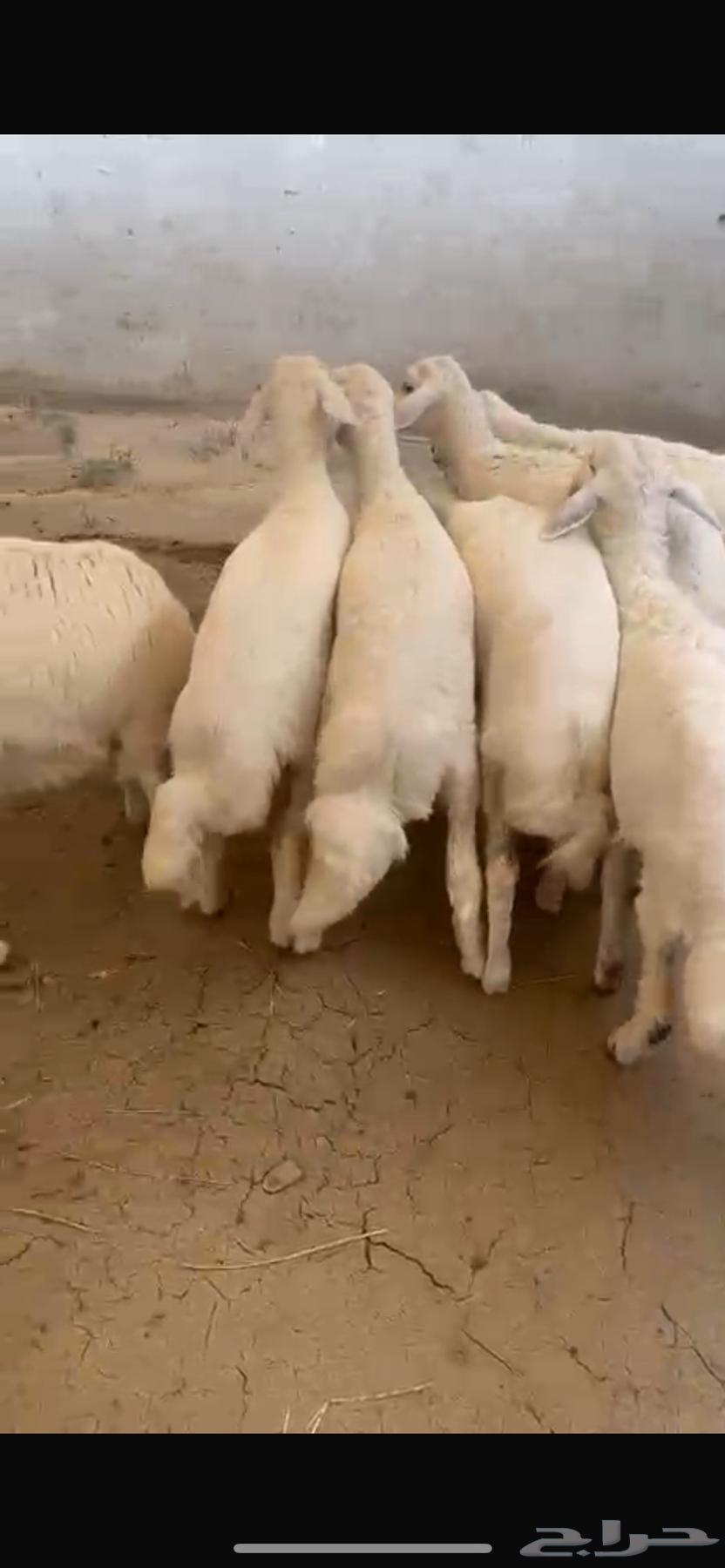 Rakhals for sale, sold64441622663809111