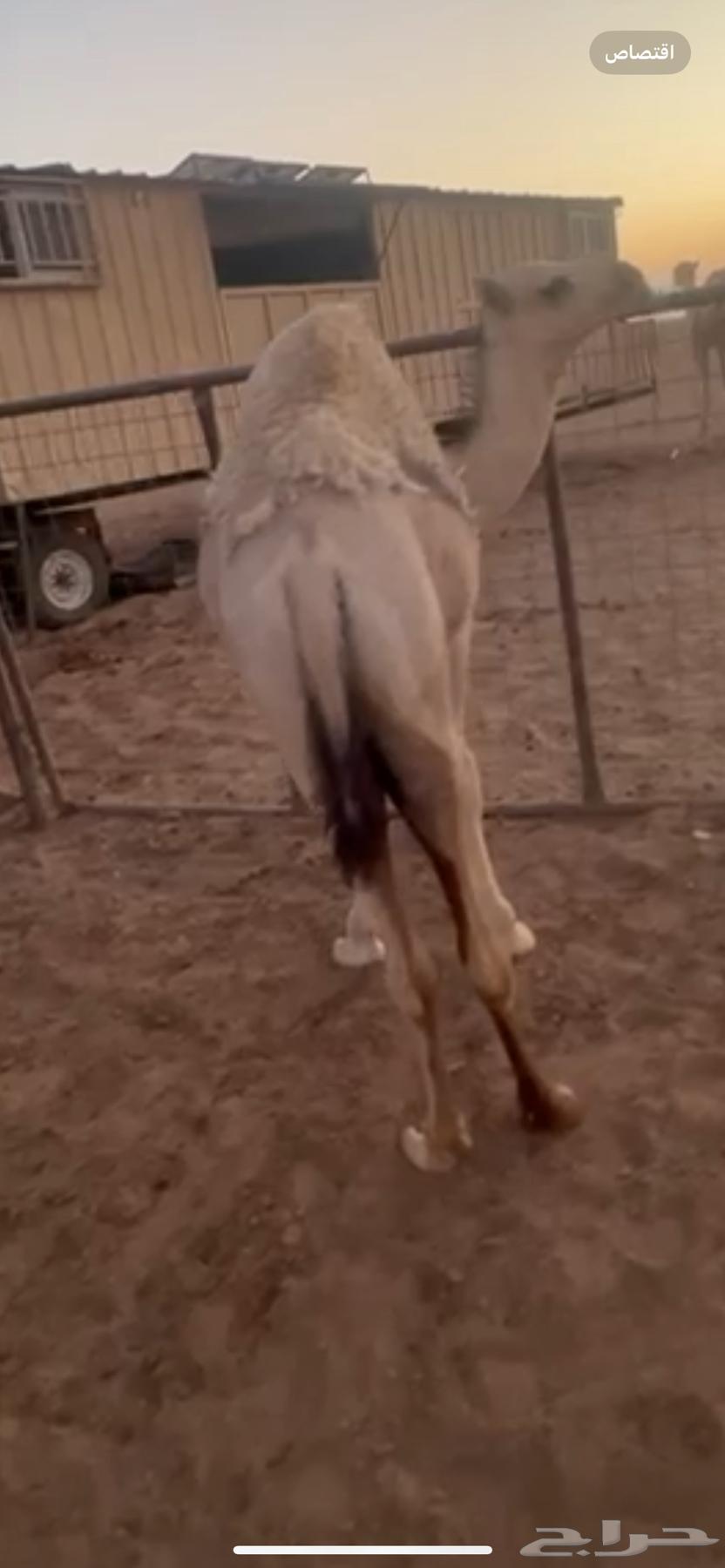 حوار على حليب العمر 7شهور64448407536641111