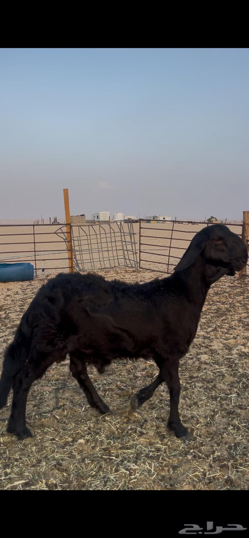 خروف سويكلي اسود64444700820353111