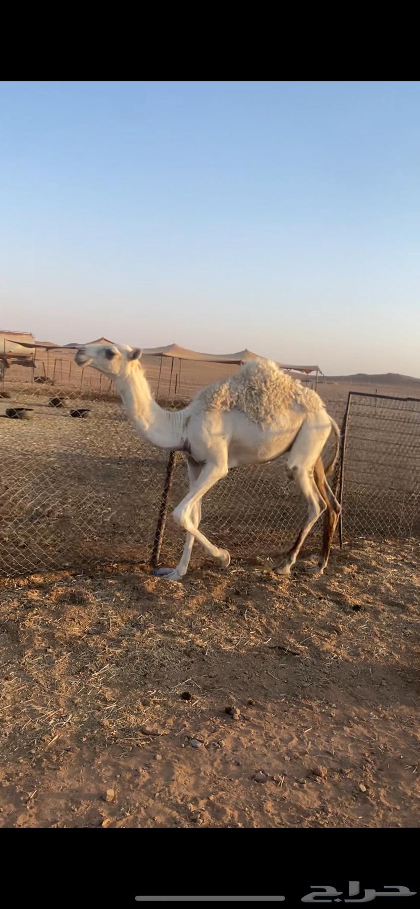 للبيع حاشي64447864557187110