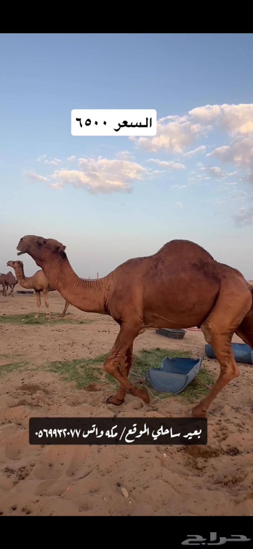 Coastal camel ((Sold))64443493406595113