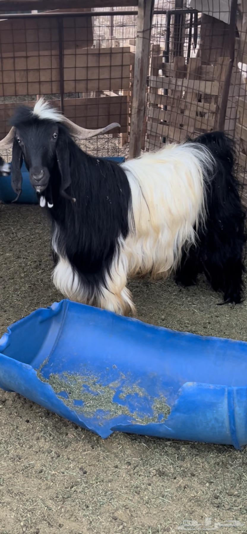 التيس فحل للبيع64443802912257112