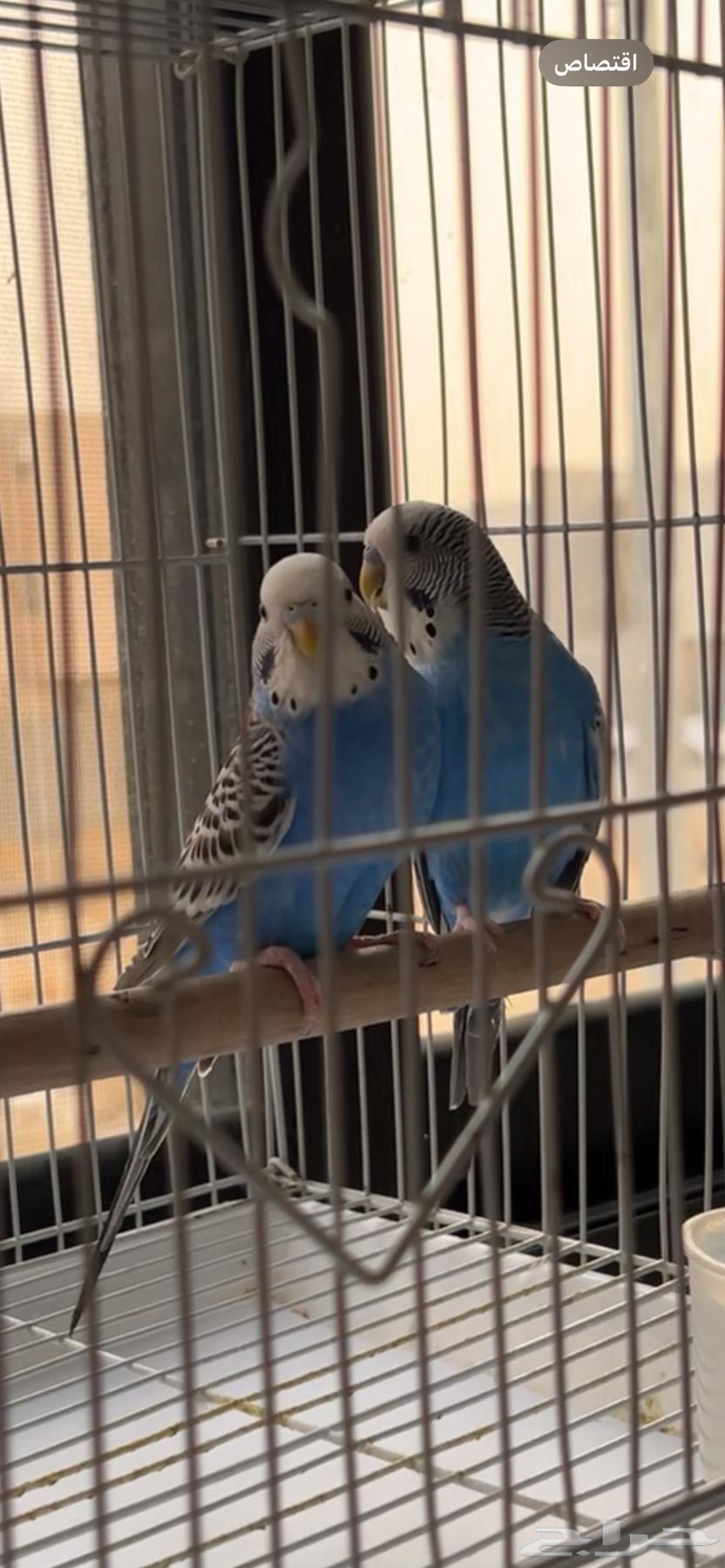 زوج بادجي هولندي ( تم البيع)64448288633603113