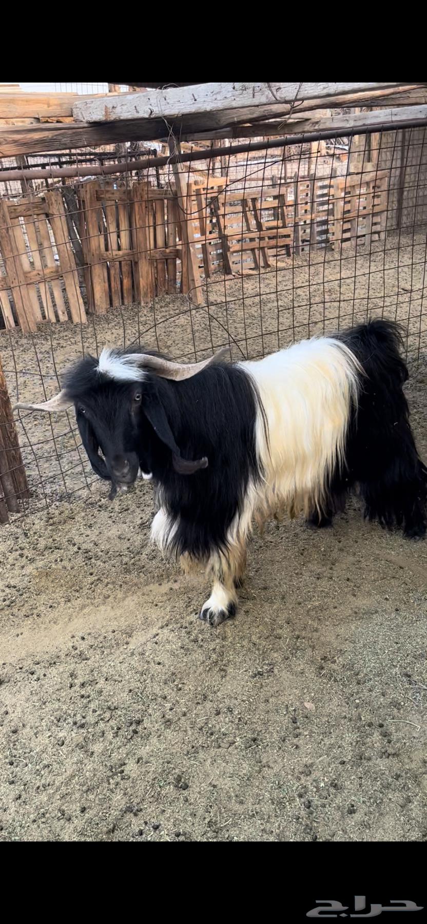 التيس فحل للبيع64443802912257111