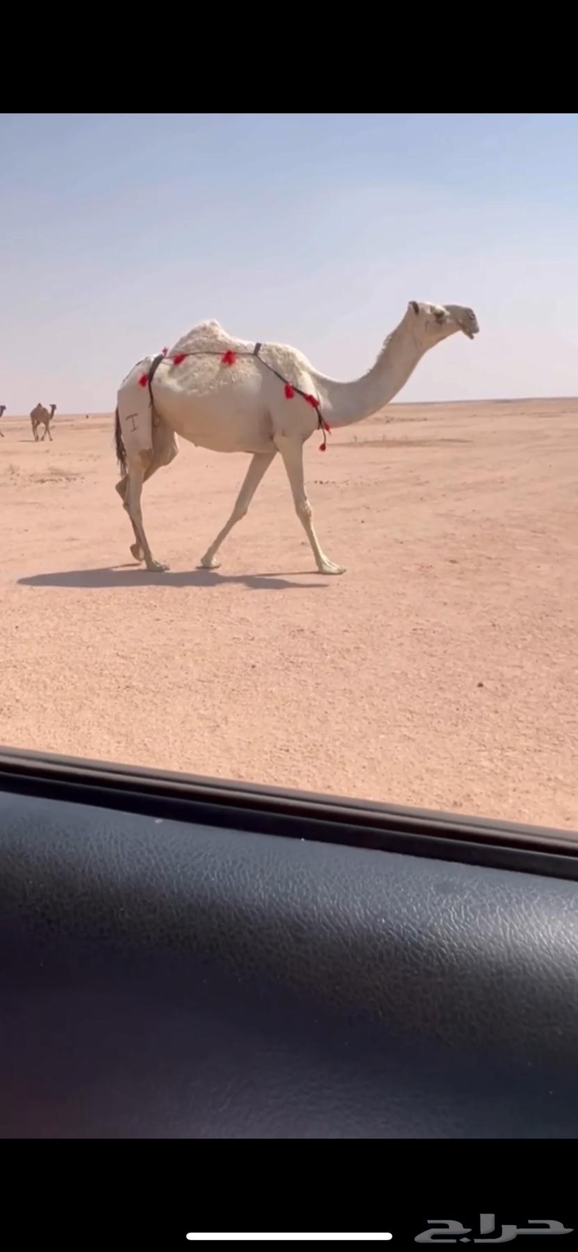 للبيع لقحه باتليه كفو64445106173313110