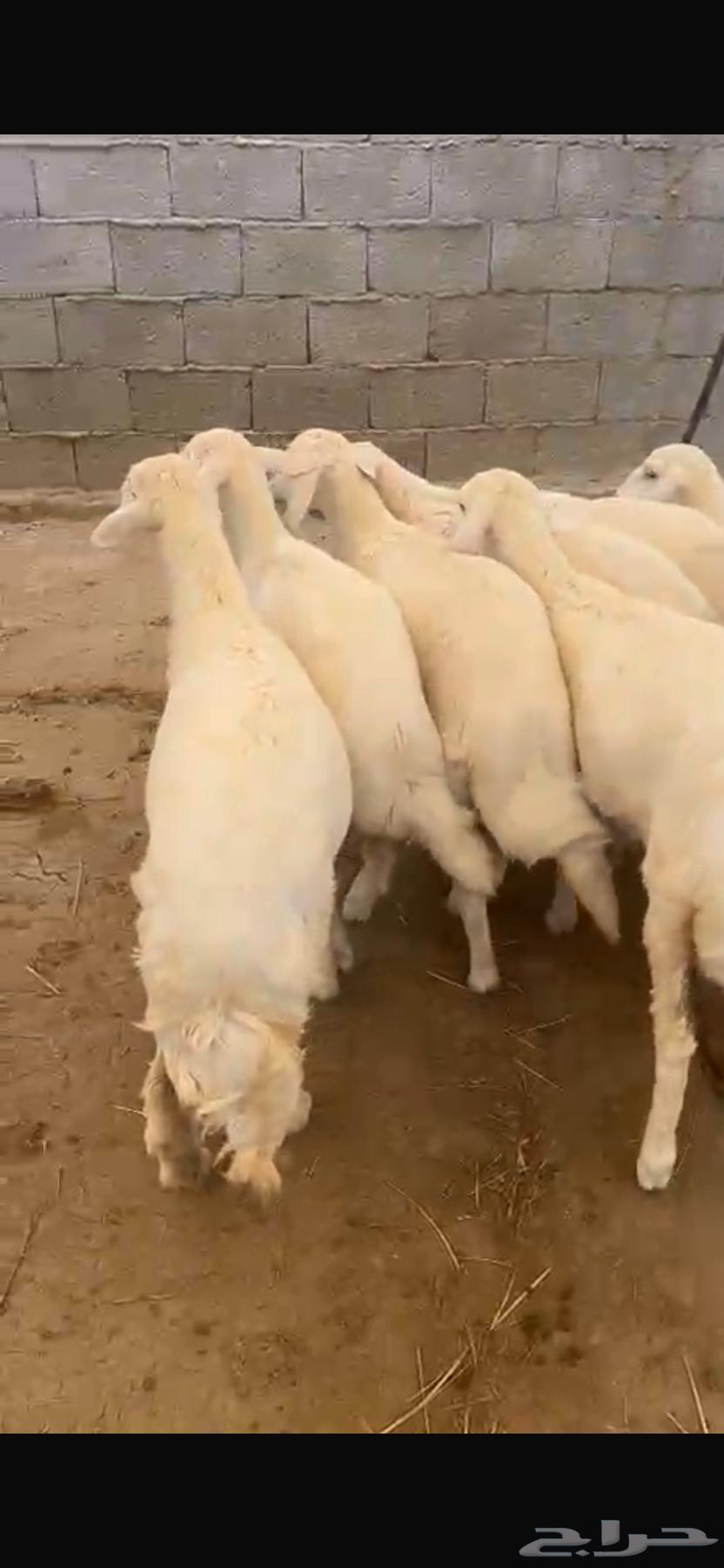 Rakhals for sale, sold64441622663809112