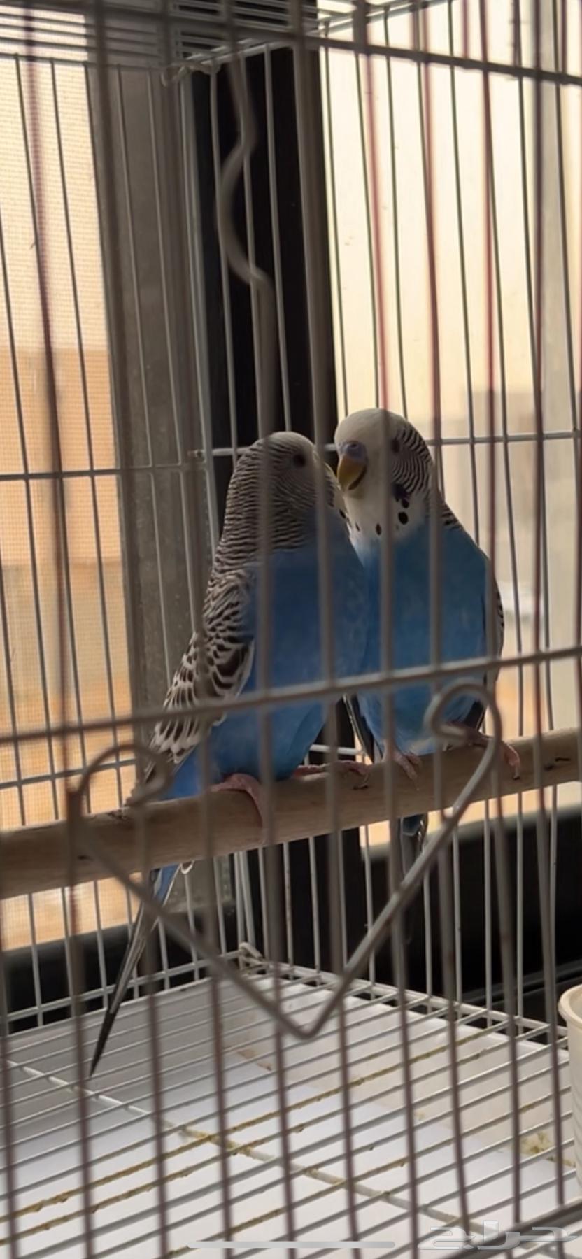 زوج بادجي هولندي ( تم البيع)64448288633603110