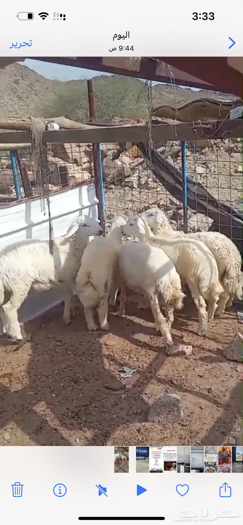 الحق الطيب يا طيب64445973635585111