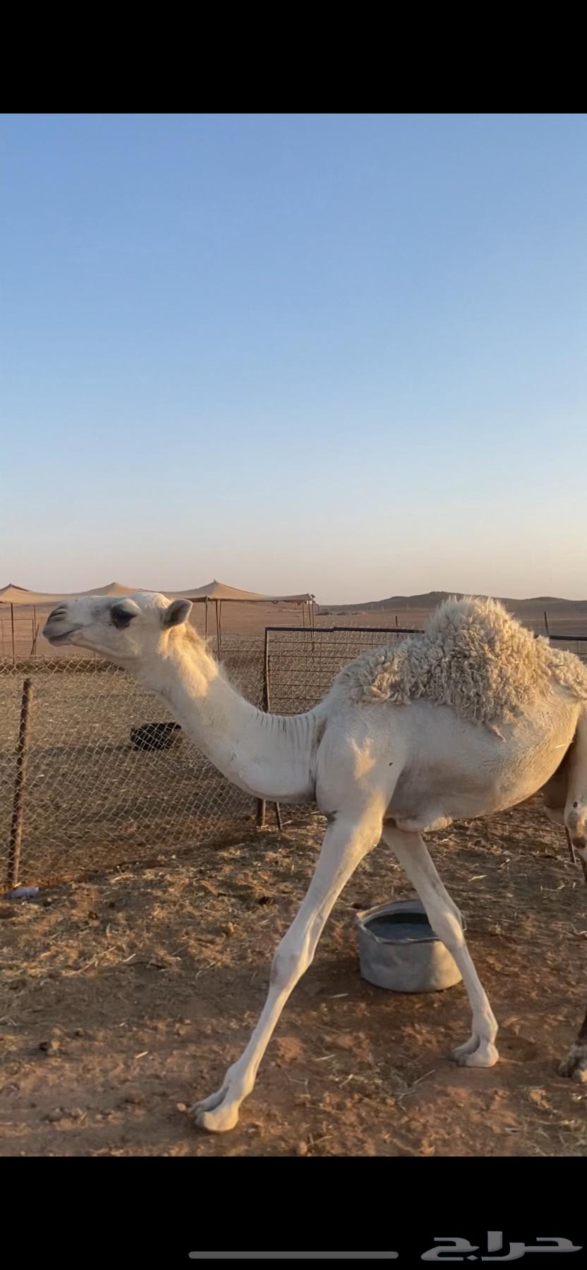 للبيع حاشي64447864557187111