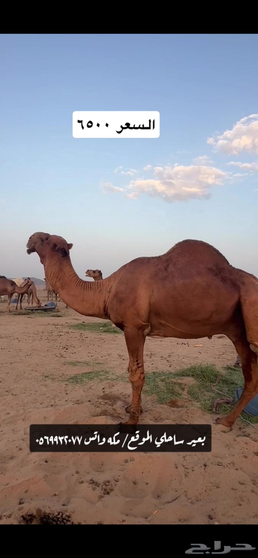 Coastal camel ((Sold))64443493406595110