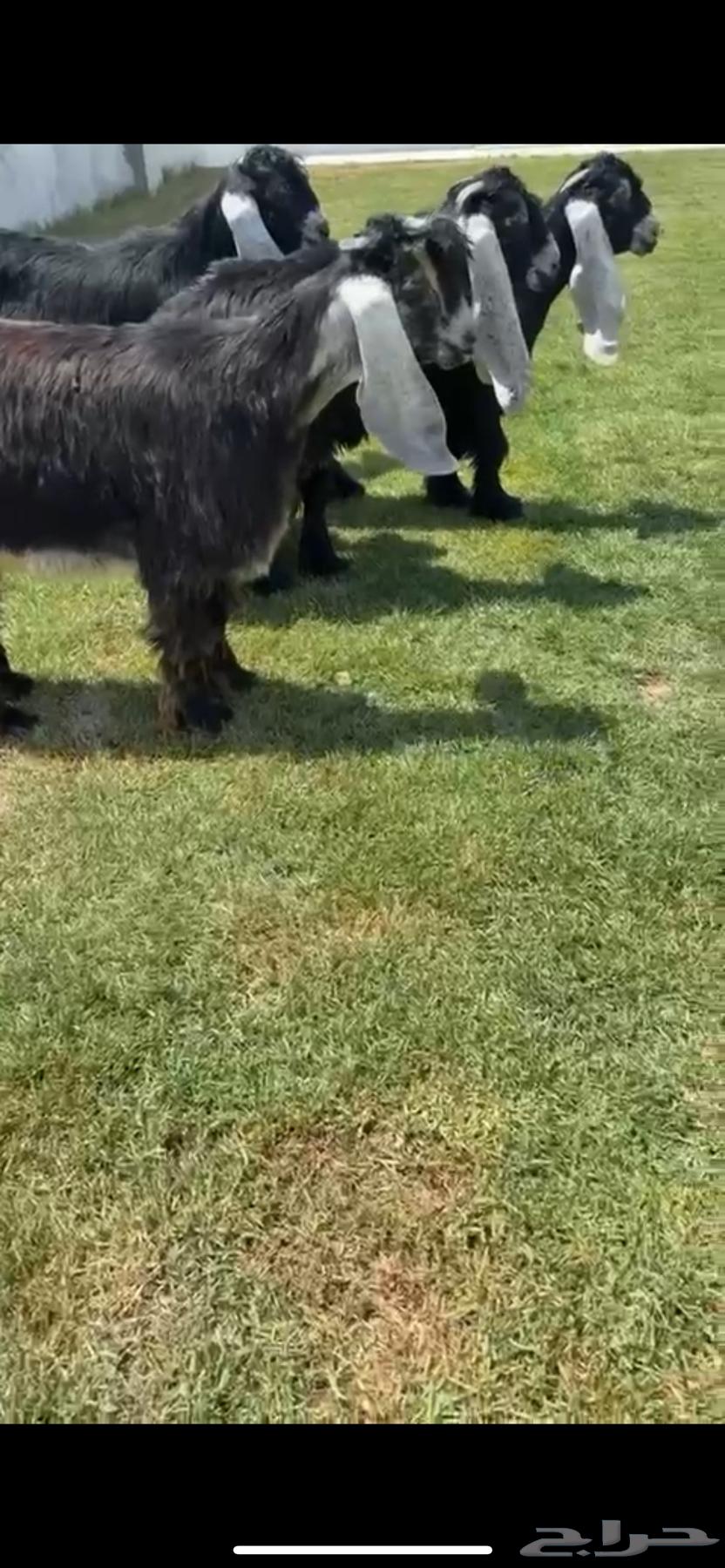 جفرات عوارض خصم(تم البيع)64448980760833110