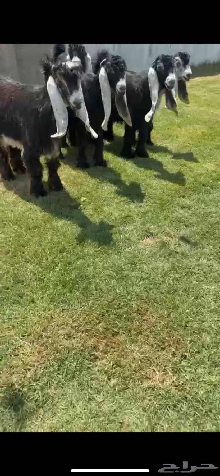 جفرات عوارض خصم(تم البيع)64448980760833112