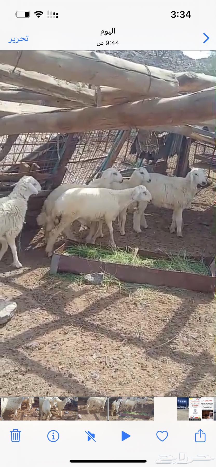 الحق الطيب يا طيب64445973635585110