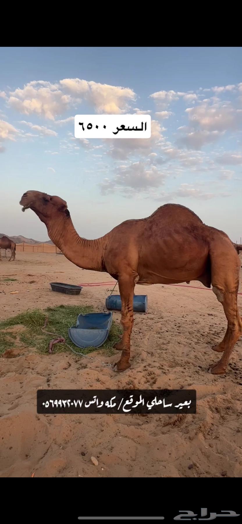 Coastal camel ((Sold))64443493406595112