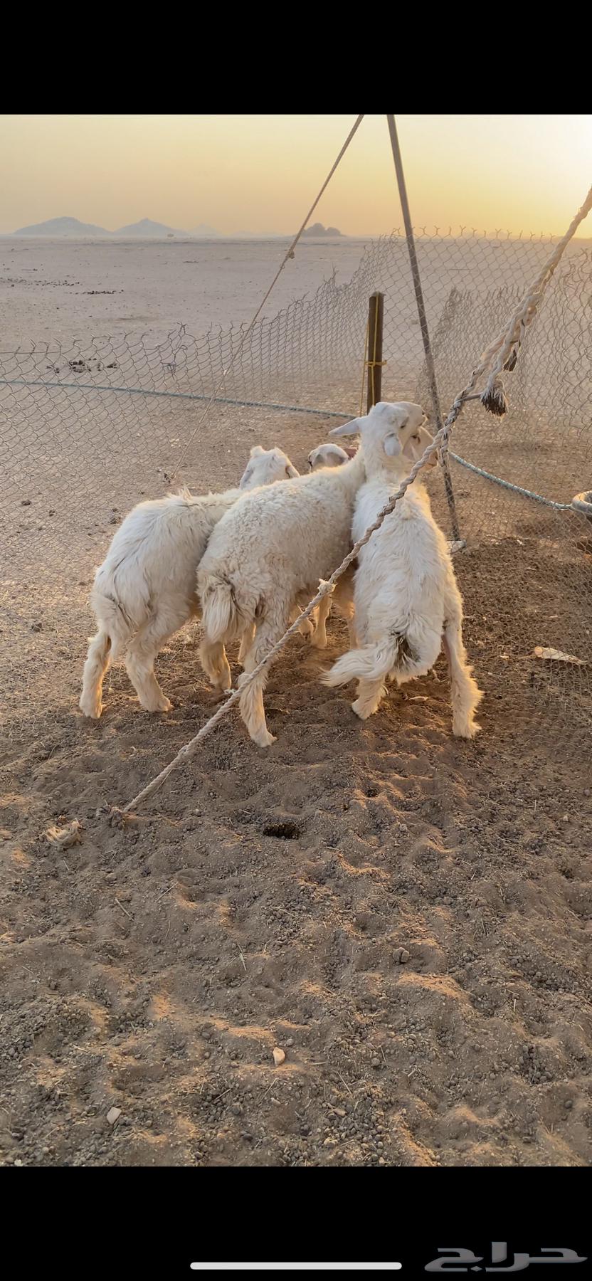 طليان 3 للبيع64447758782595110