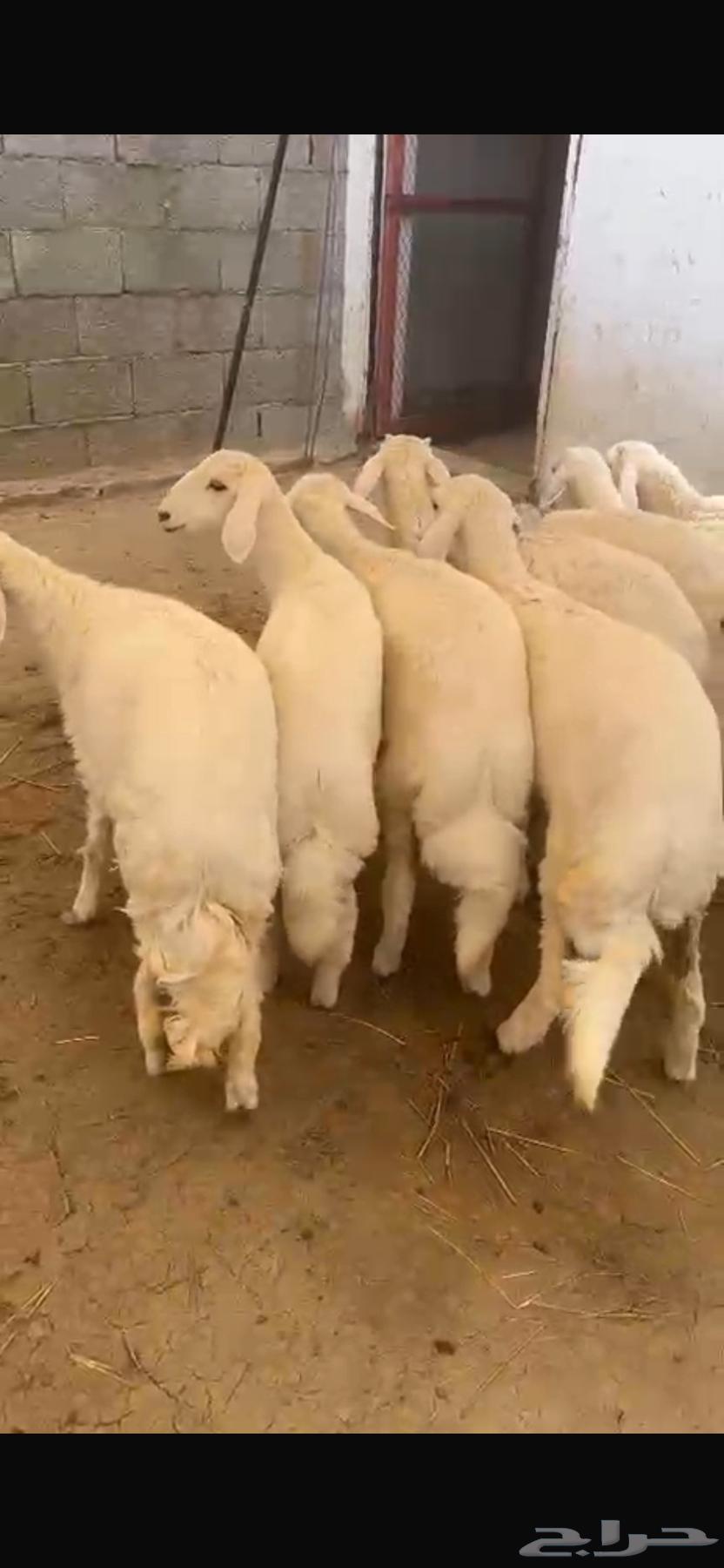 Rakhals for sale, sold64441622663809110