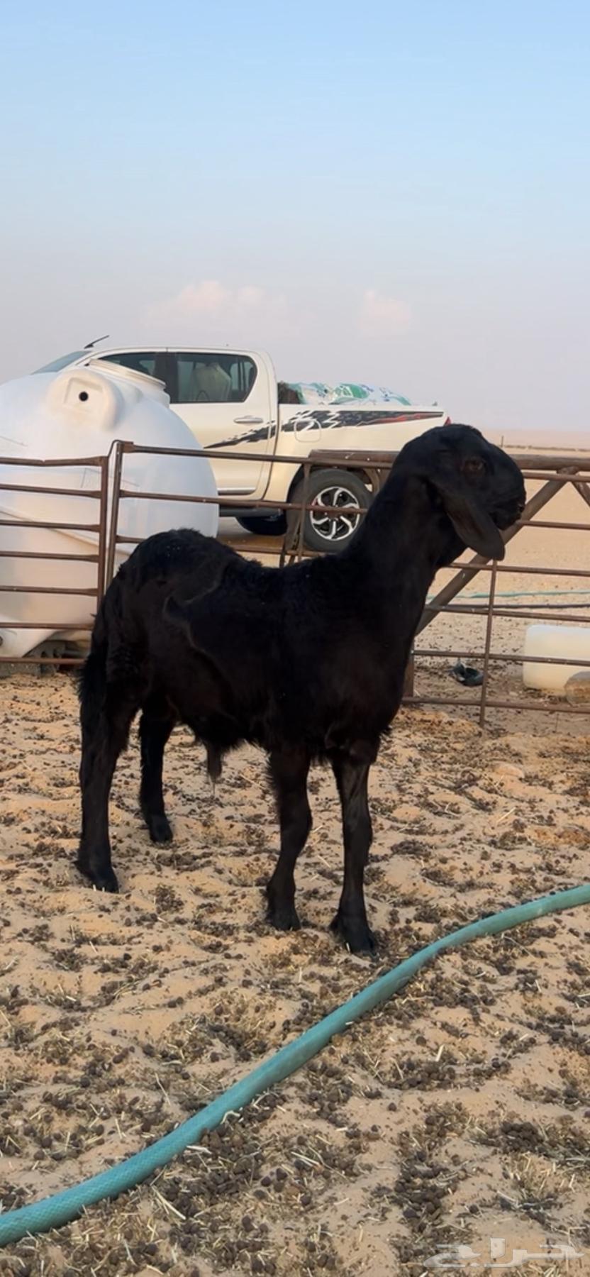 خروف سويكلي اسود64444700820353110