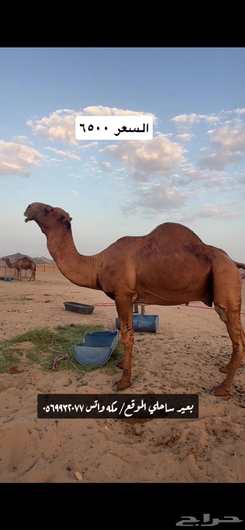 Coastal camel ((Sold))64443493406595111