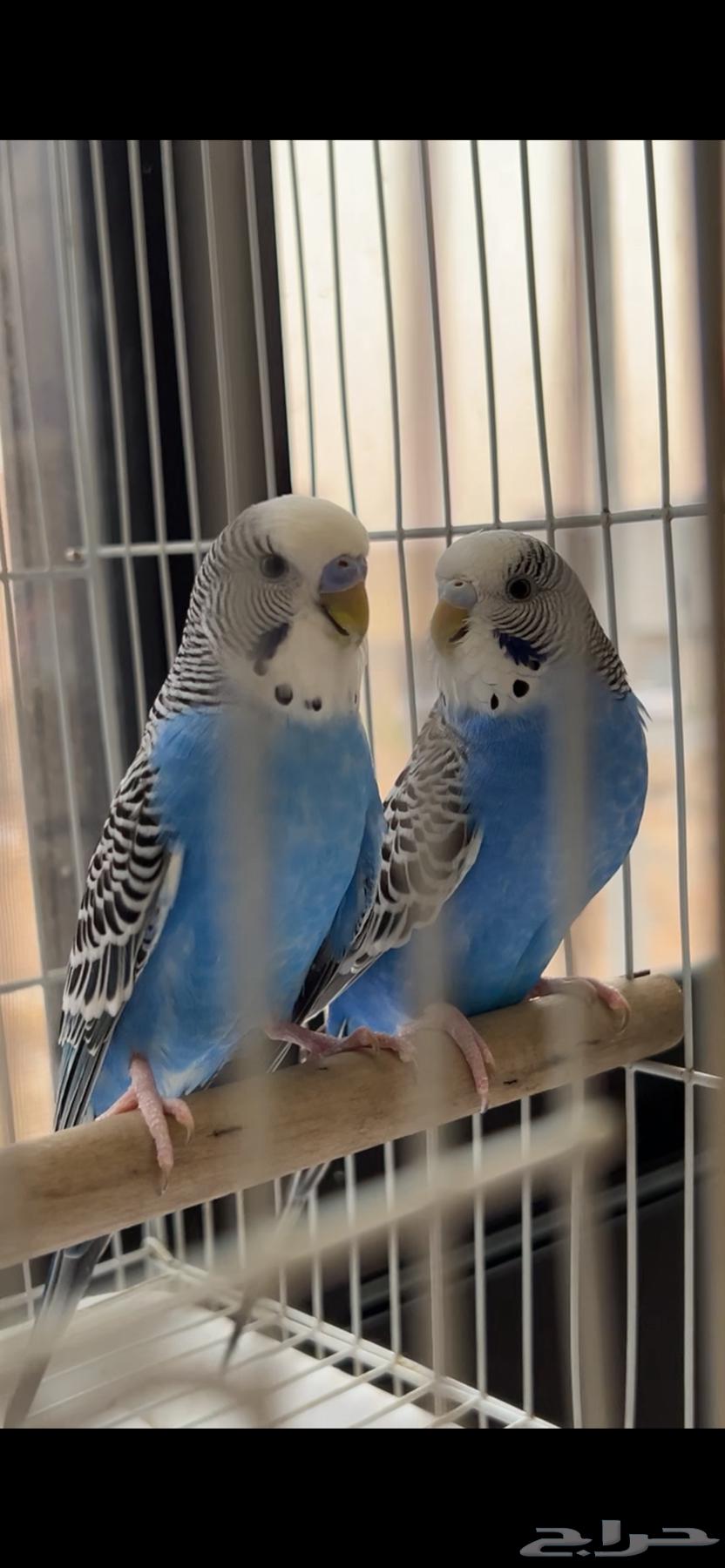 زوج بادجي هولندي ( تم البيع)64448288633603112