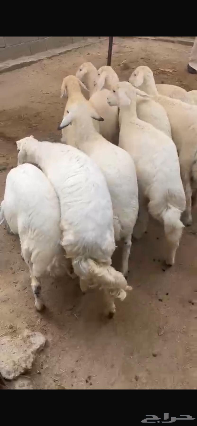 Rakhals for sale, sold64441622663809113