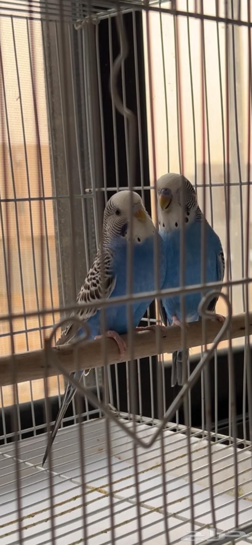 زوج بادجي هولندي ( تم البيع)64448288633603111