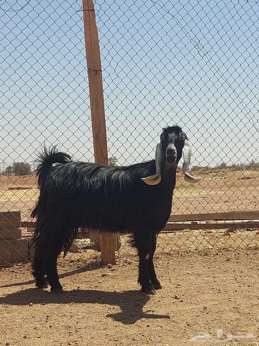 بيعن الله يبارك له معزا شبب ثنوات ورباعيات64444674015489111