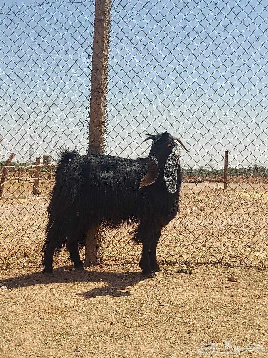 بيعن الله يبارك له معزا شبب ثنوات ورباعيات64444674015489110