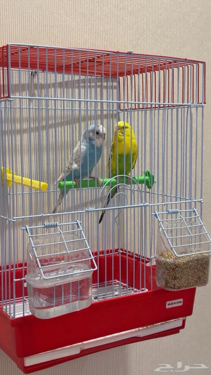 بيع عصافير مع اقفاصها64443101588355110