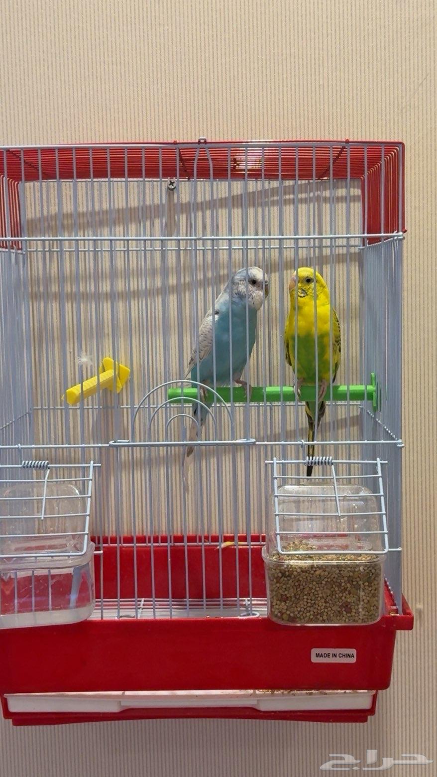 بيع عصافير مع اقفاصها64443101588355111