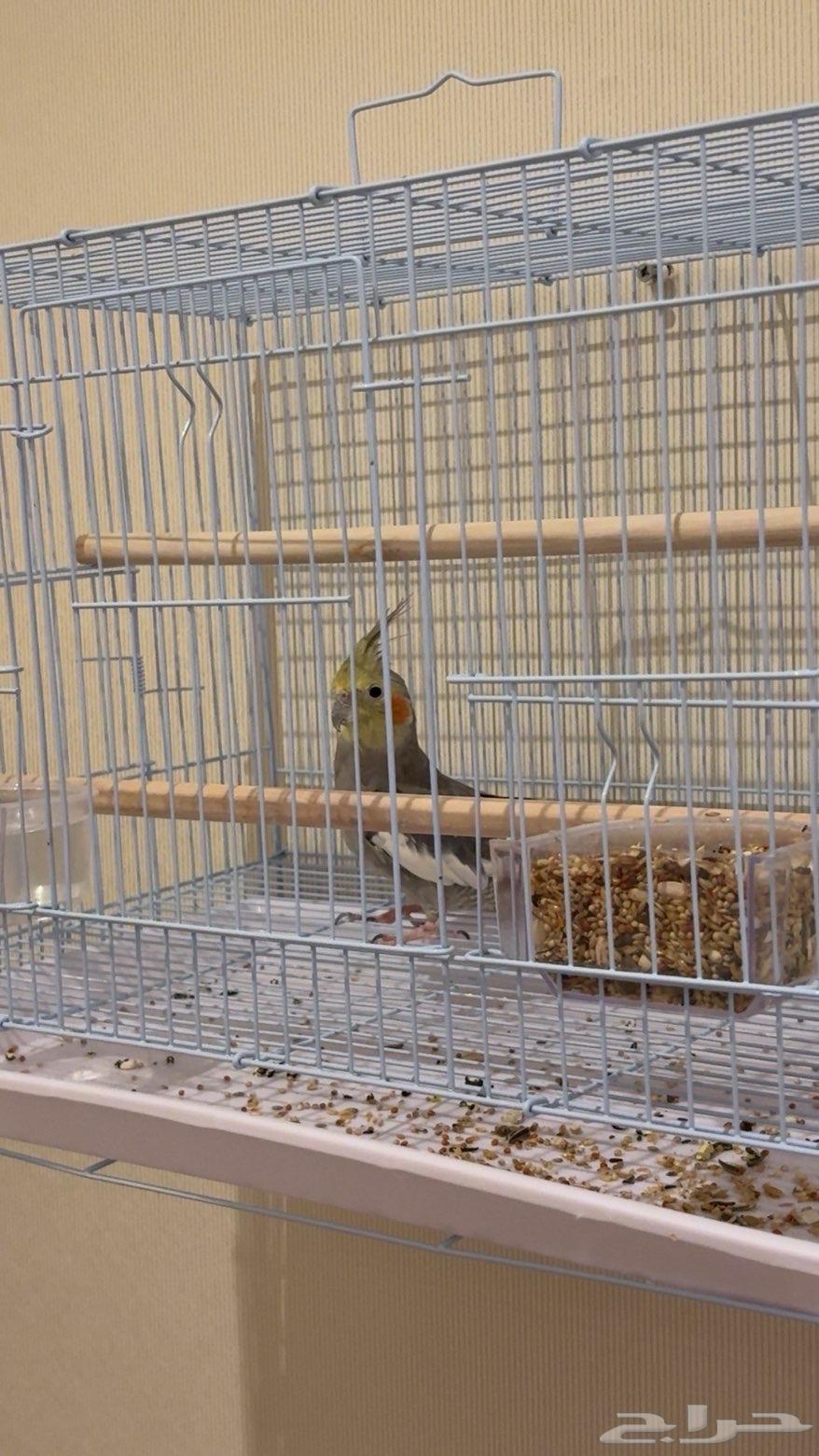 بيع عصافير مع اقفاصها64443101588355112