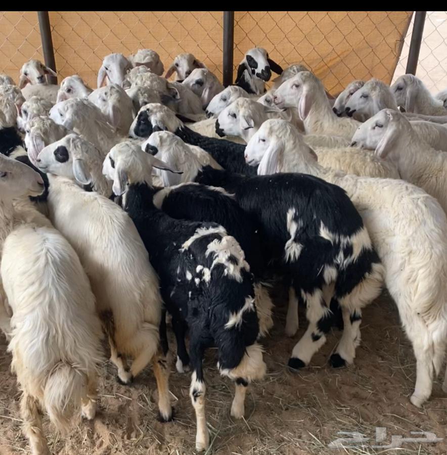 Local municipalities' sheep and sacrificial animals available with delivery within Najran64445215031170110