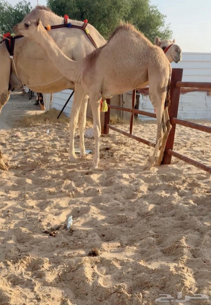 For sale: Ten (Al-'Ashira) with her foal, the she-camel and her daughter VIP64448873686529112
