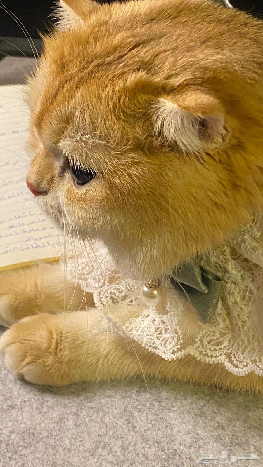 قطط سكوتش فولد قولد بيور للبيع64446812987649113