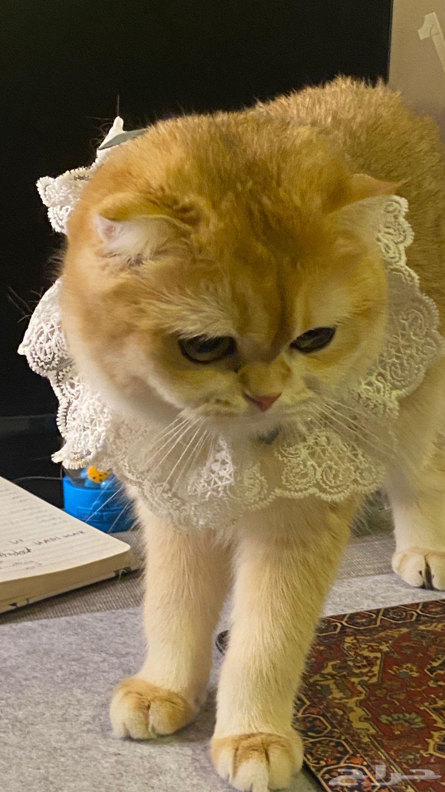 قطط سكوتش فولد قولد بيور للبيع64446812987649114