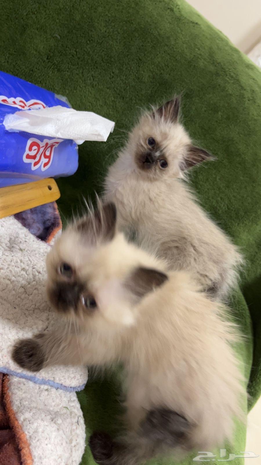 كيتن هملايا64447930892161110