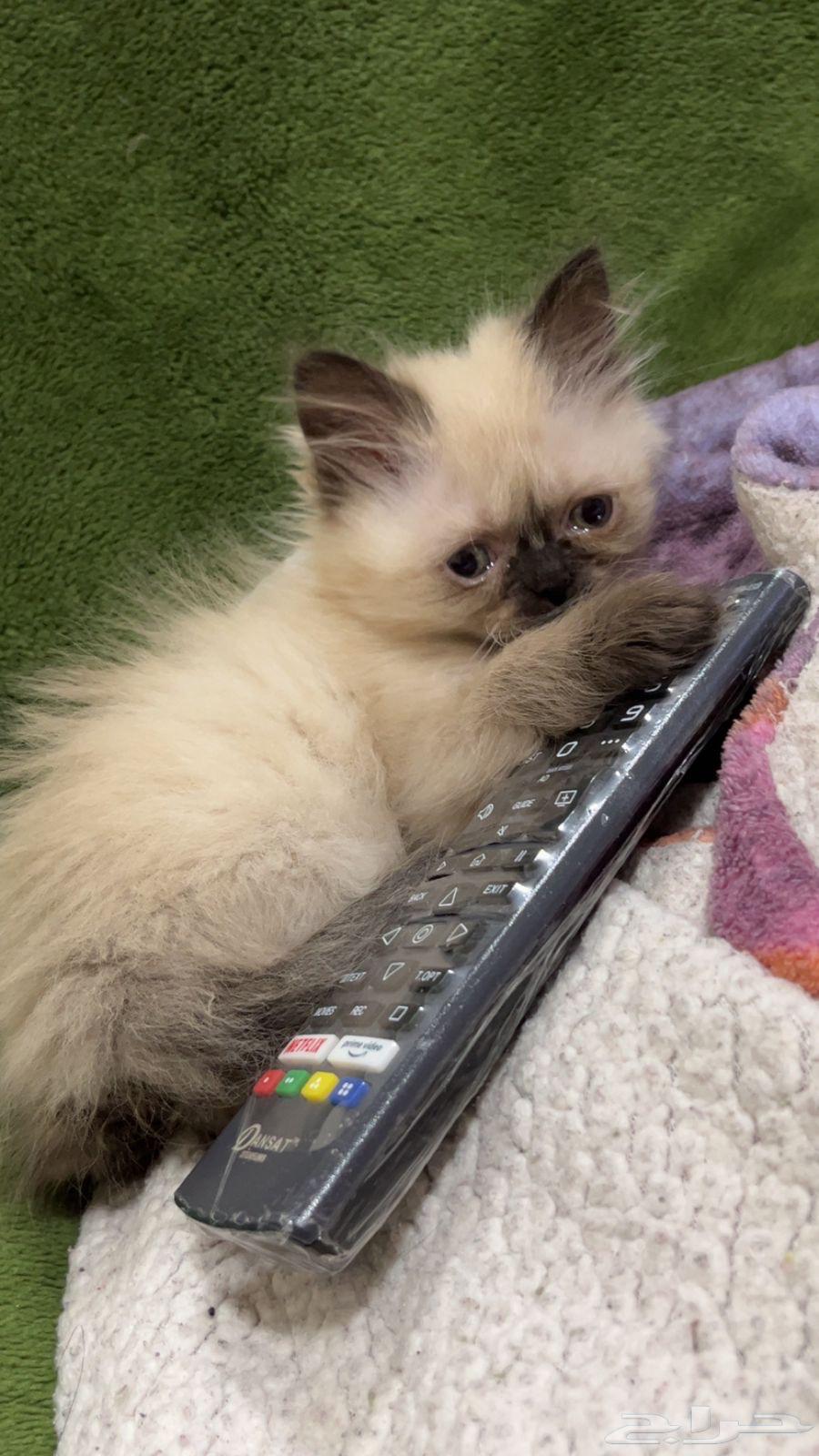 قطط هملايا64444338587778112