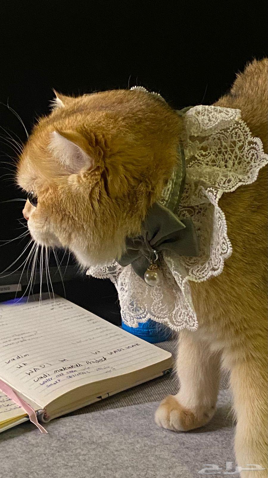 قطط سكوتش فولد قولد بيور للبيع64446812987649111