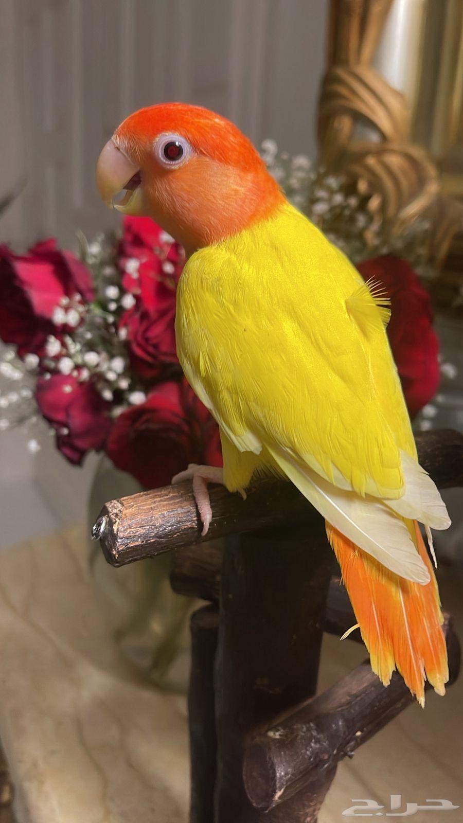 للبيع ببغاء الروز64447415450625111