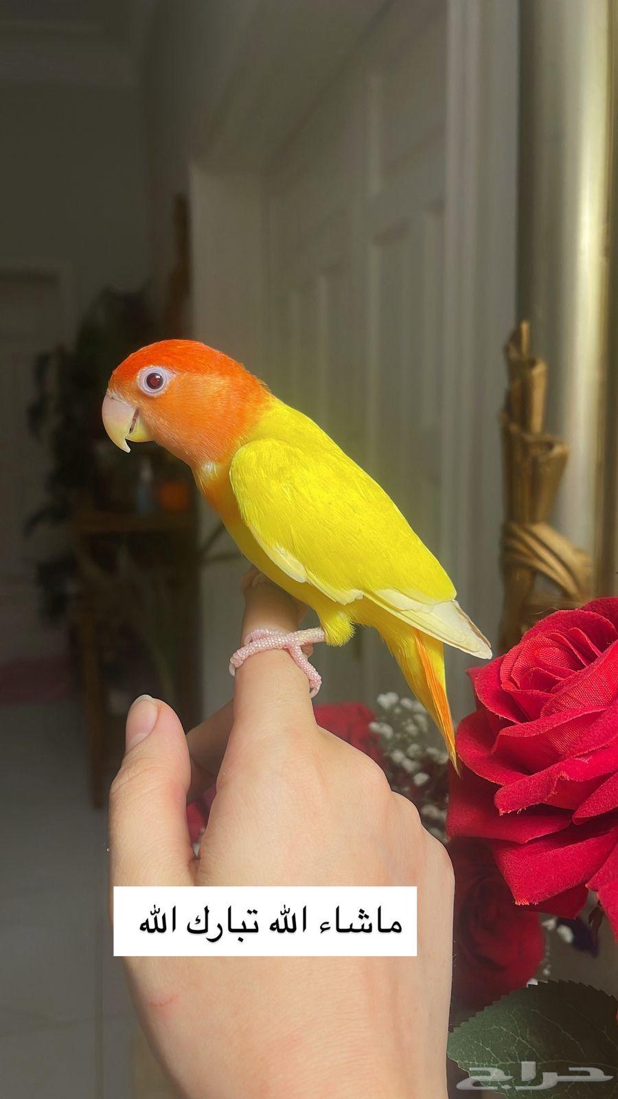 للبيع ببغاء الروز64447415450625112
