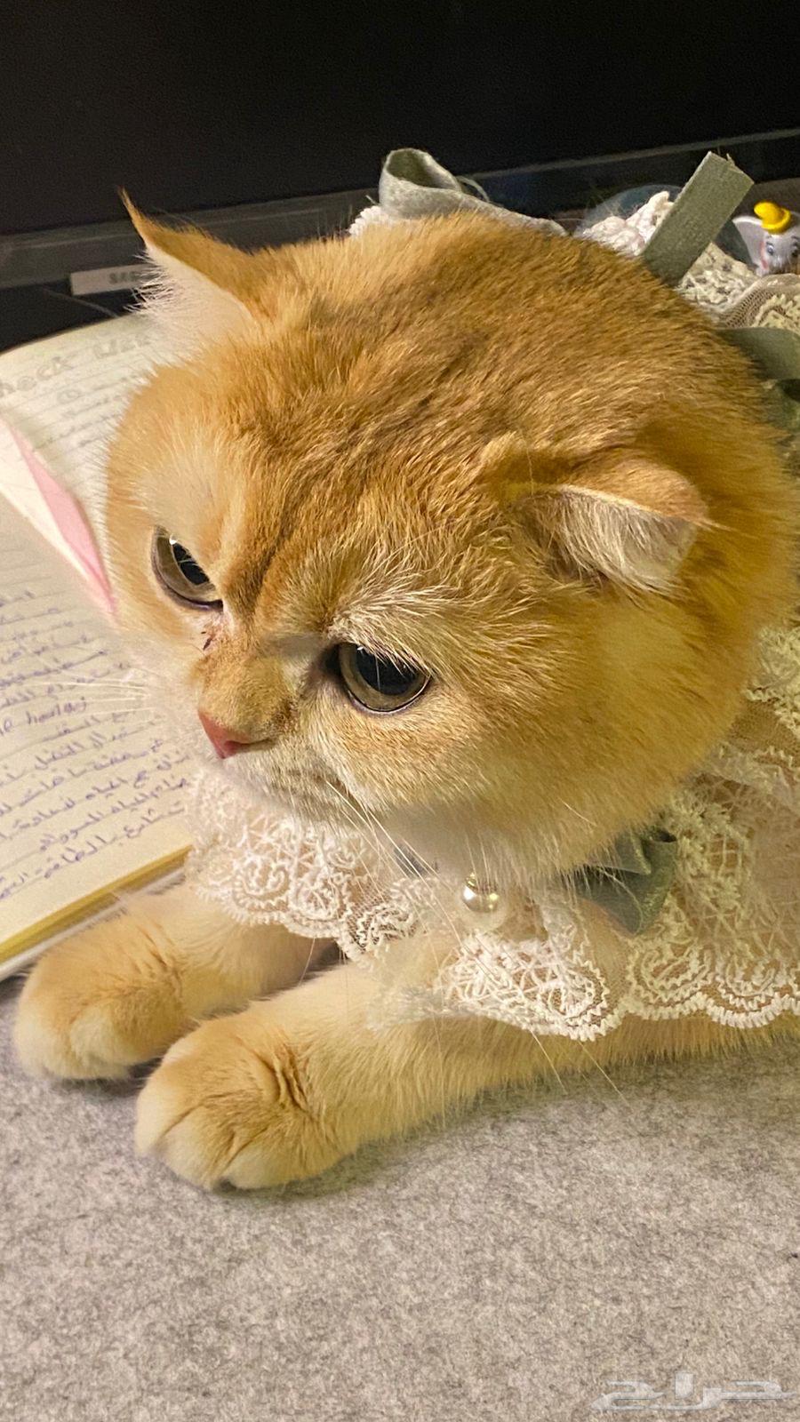 قطط سكوتش فولد قولد بيور للبيع64446812987649112