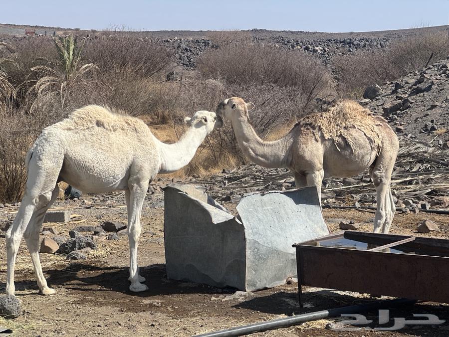 قعدان بريه و طيبه.64443466230787110