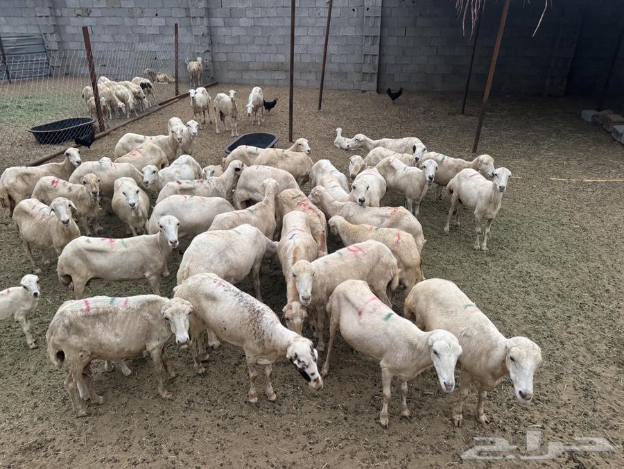 Local sheep for sale, rakhel and sheep64442543222659110