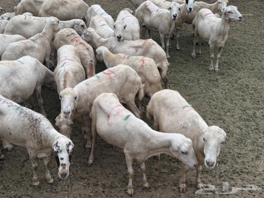 Local sheep for sale, rakhel and sheep64442543222659111