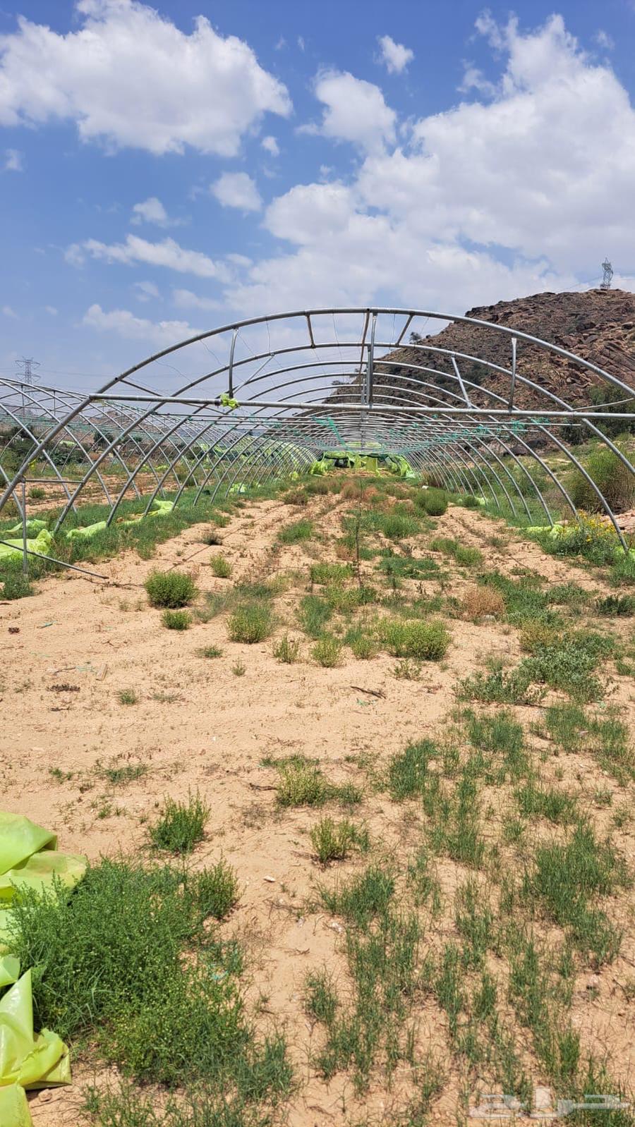 بيوت محميه64447957721730110