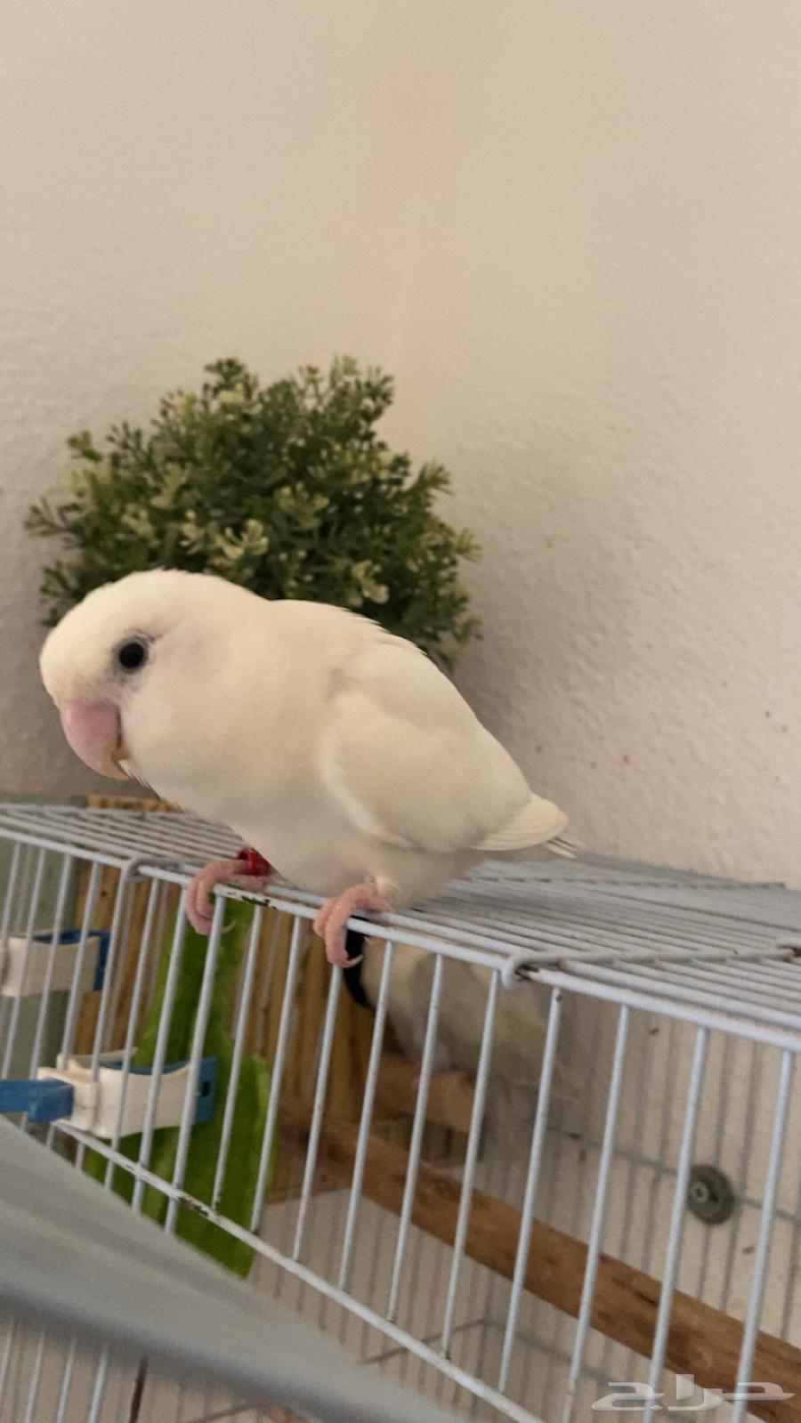 زوج روز للبيع64447428831107110