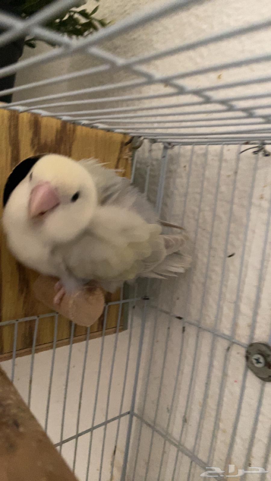 زوج روز للبيع64447428831107111