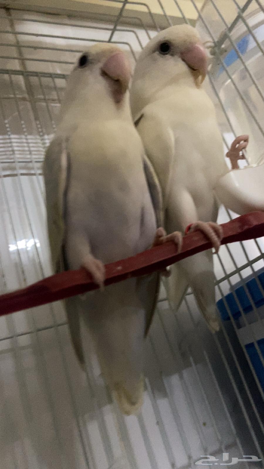 زوج روز للبيع64447428831107112