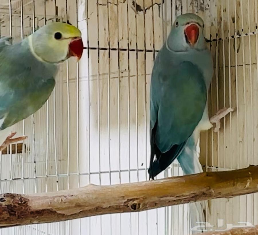 للبيع زوج دره بلو تركواز كلير تيل يلو هيد فاخر من الاخر64442979640066114