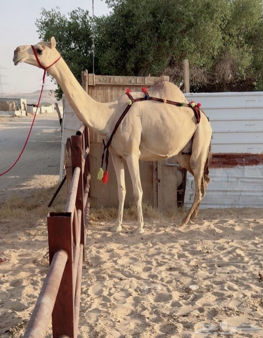 For sale: Ten (Al-'Ashira) with her foal, the she-camel and her daughter VIP64448873686529110